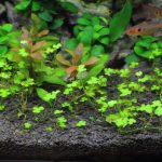 植栽から18日目　オーストラリアン ノチドメ